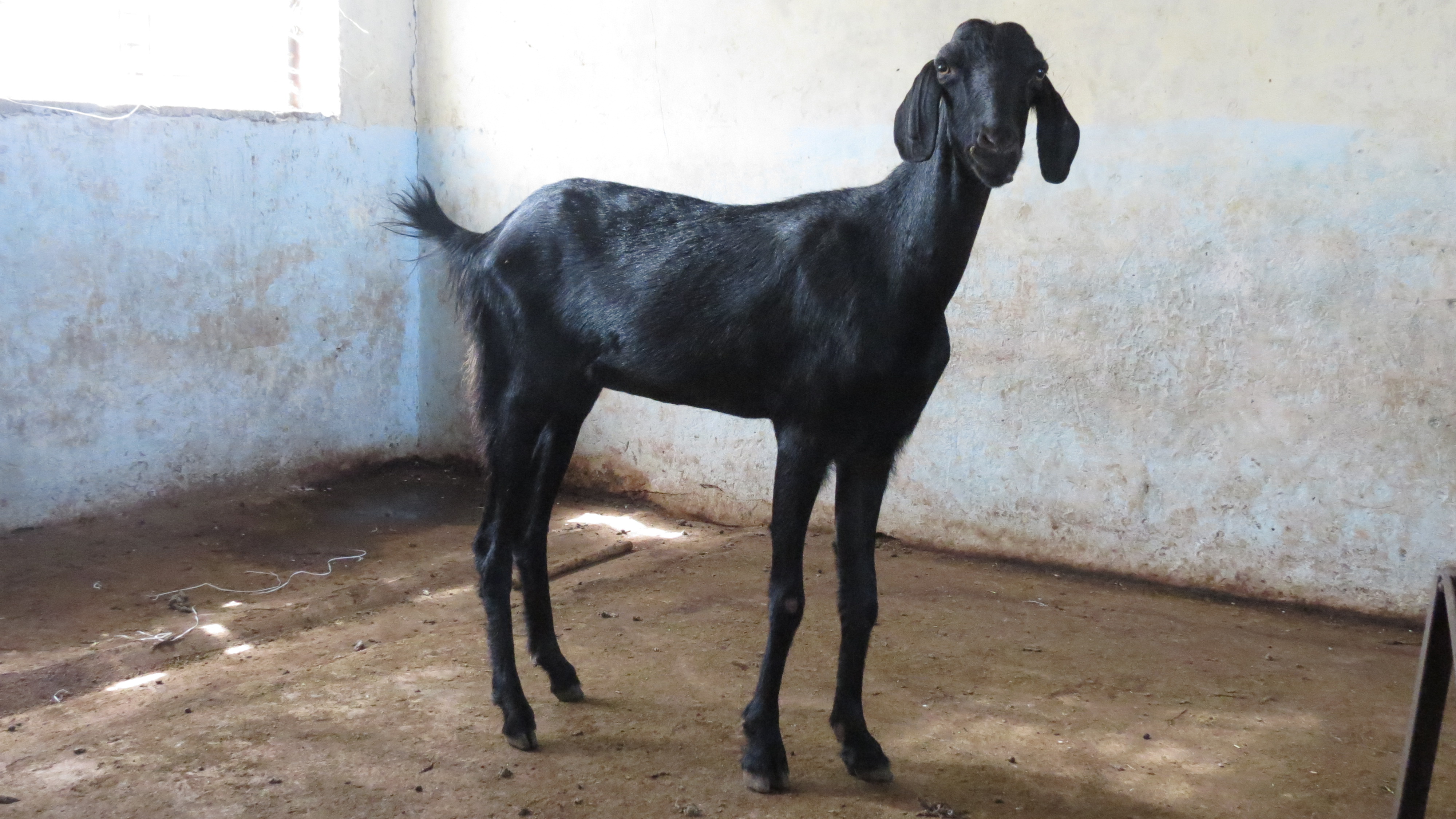 Osmanabadi Goat 2